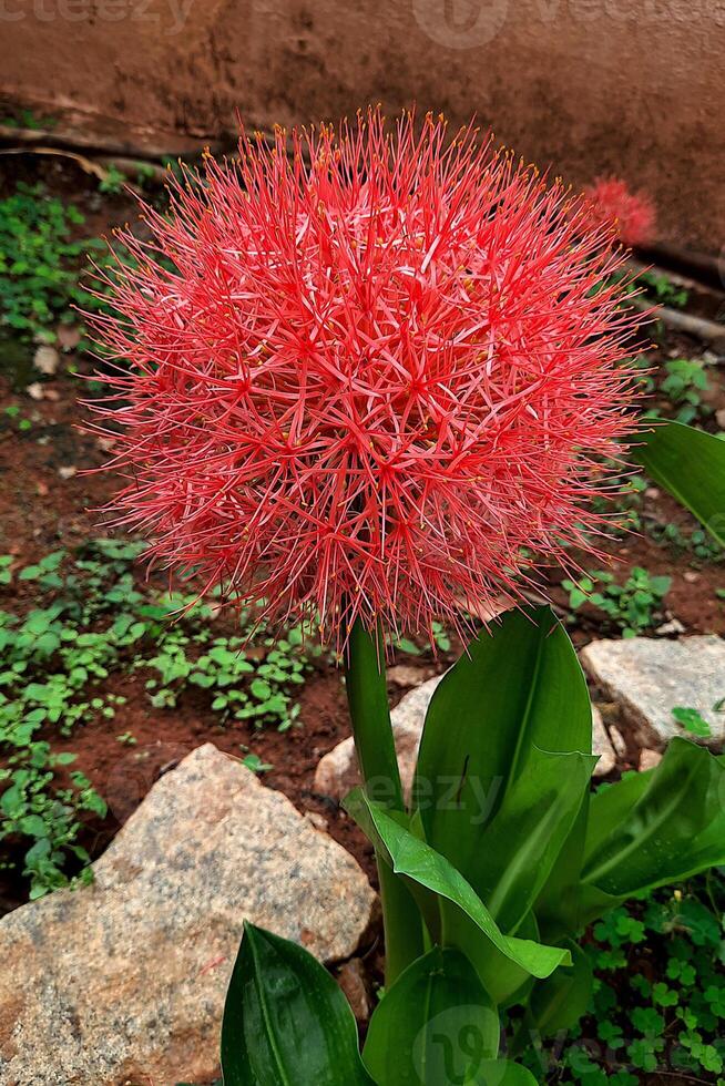 Scadoxus multiflorus or Blood Lily Plant photo