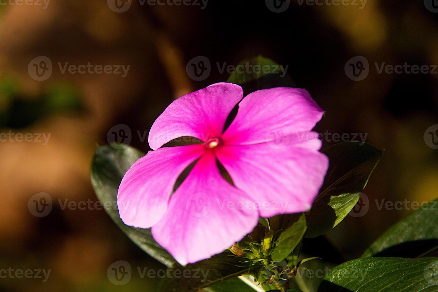 Lonely Catheranthus roseus Flower photo