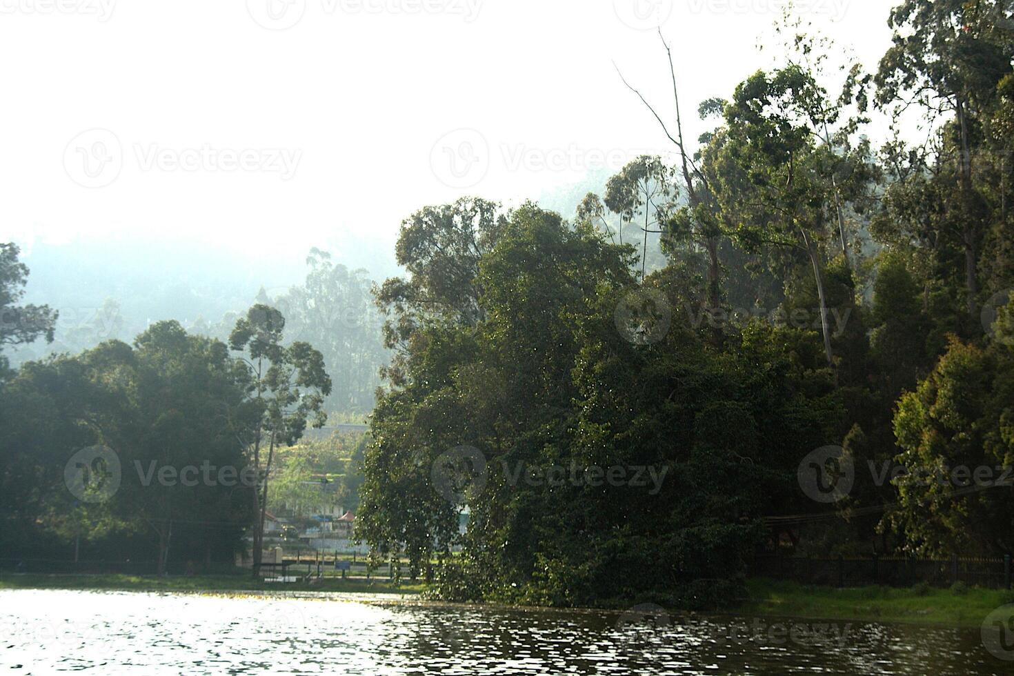 Lake and Lofty Trees, Kodaikanal photo