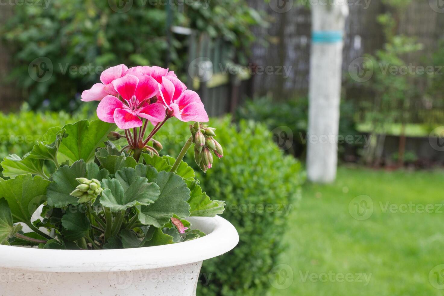 Vibrant Pink Geranium in Outdoor Garden Setting photo