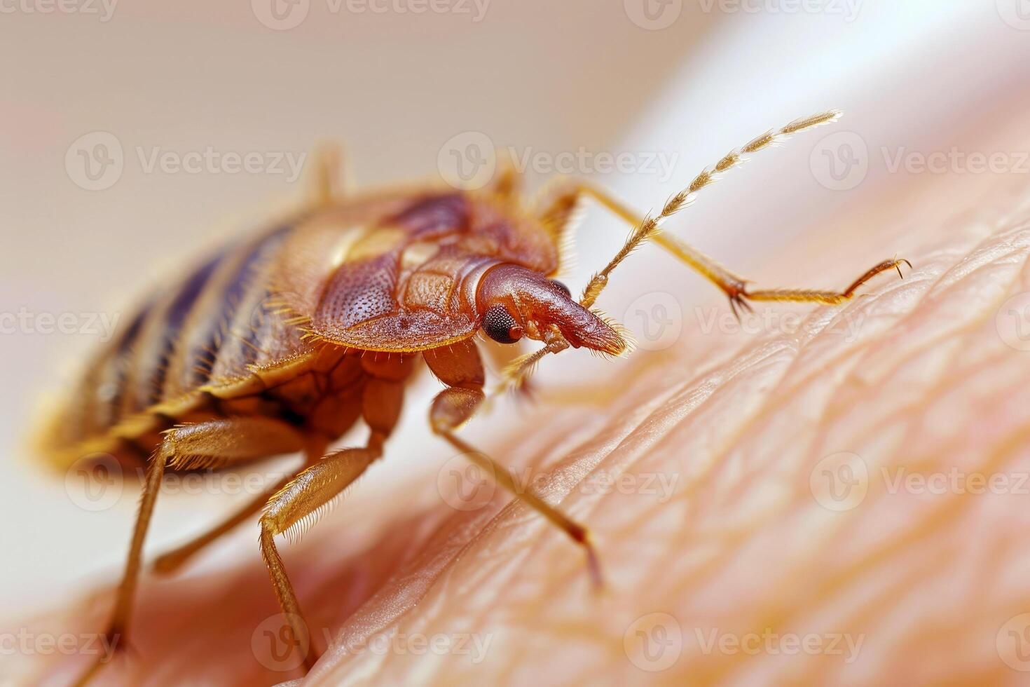 Close up of a bed bug on skin human. photo