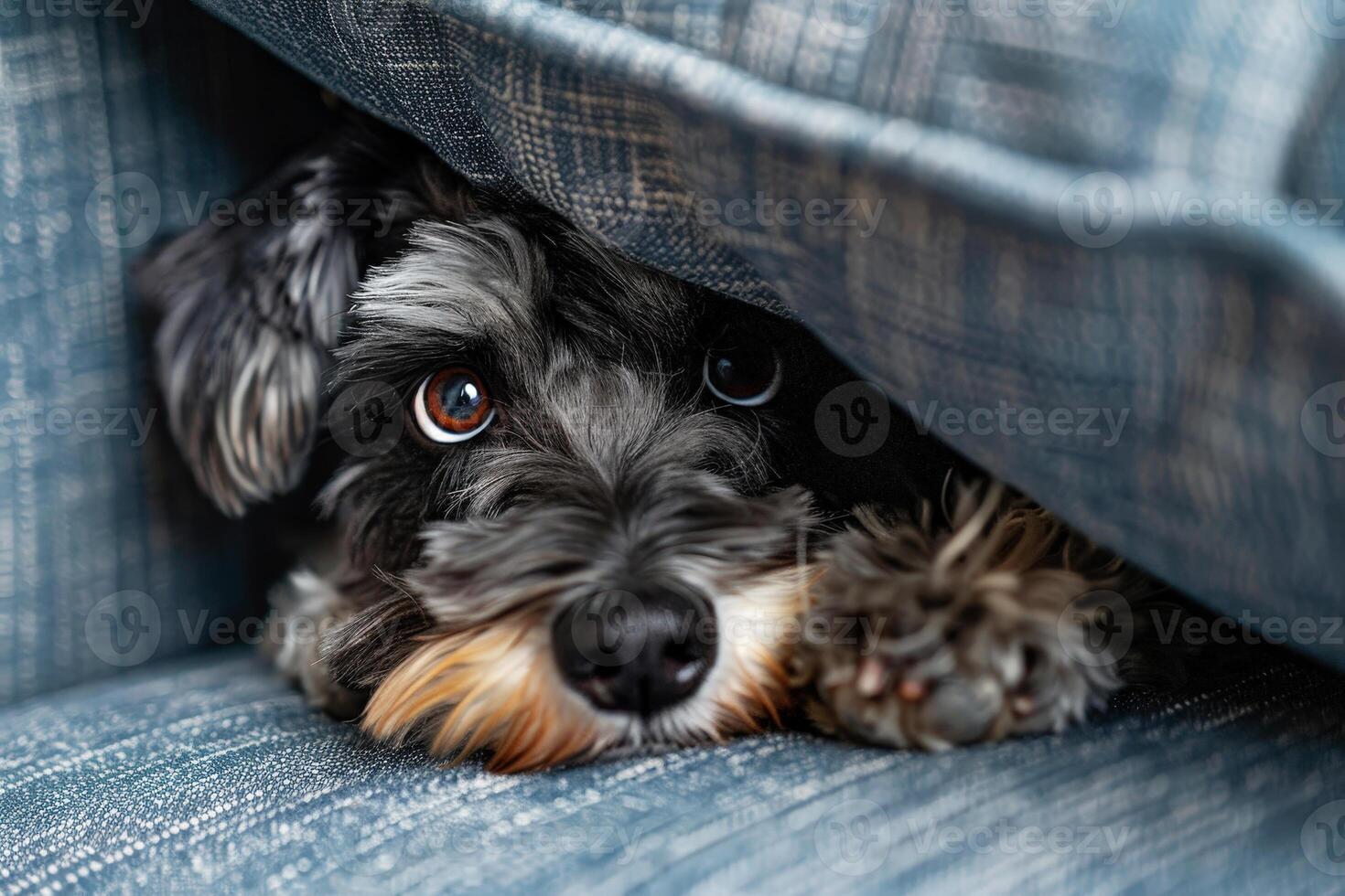 a dog is hiding behind the sofa. photo