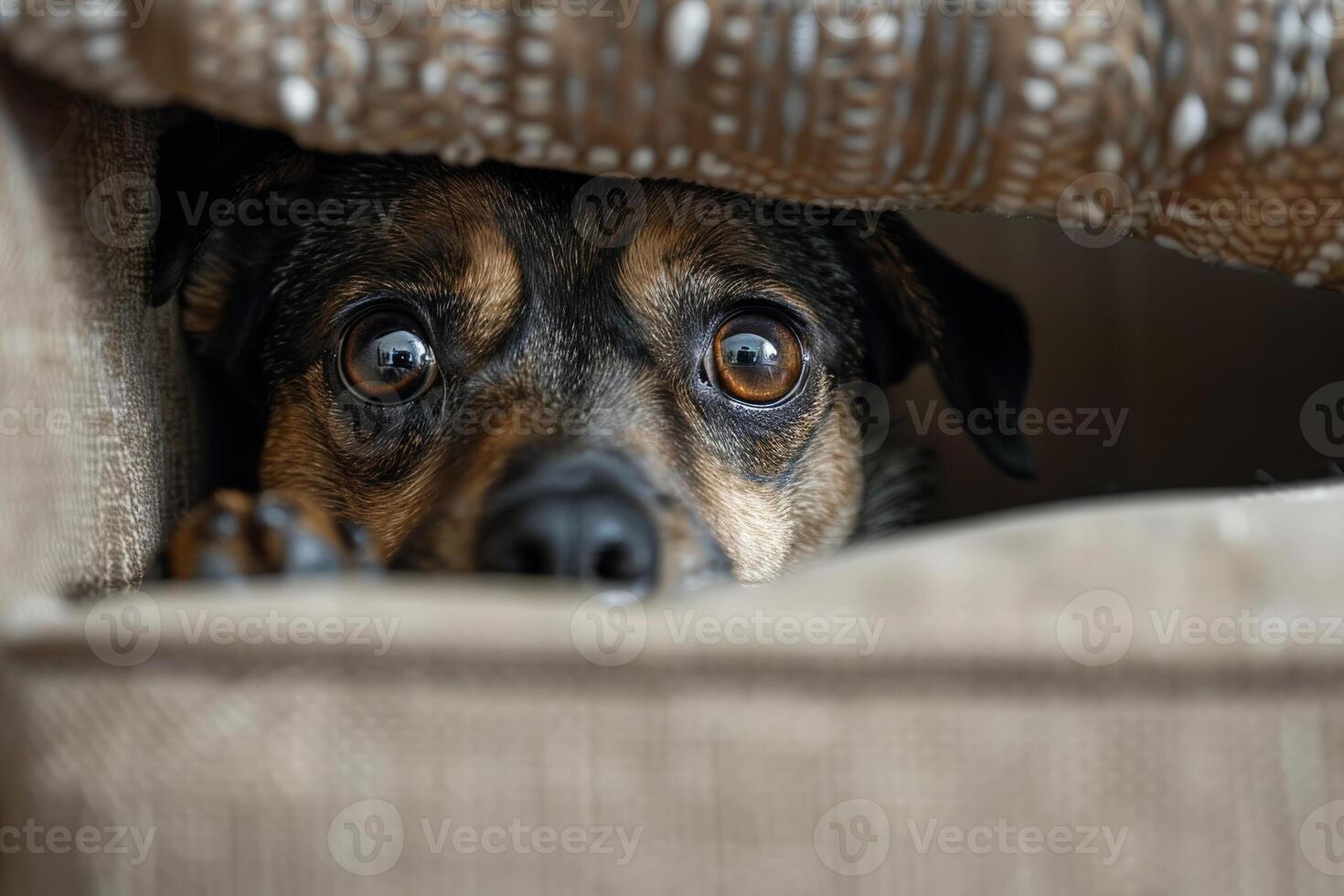 a dog is hiding behind the sofa. photo