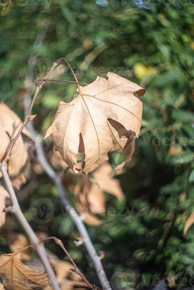 Natural screensaver and background with autumn theme and seasonal colors landscape photo