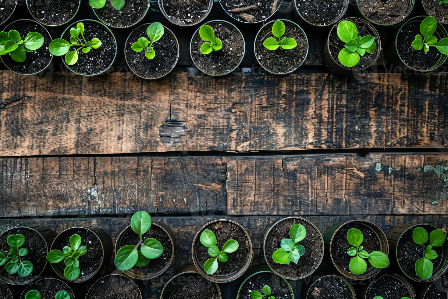 Closeup green seedling sprouting from the earth, symbolizing growth and organic agriculture, emphasizing eco friendly and healthy food practices. photo