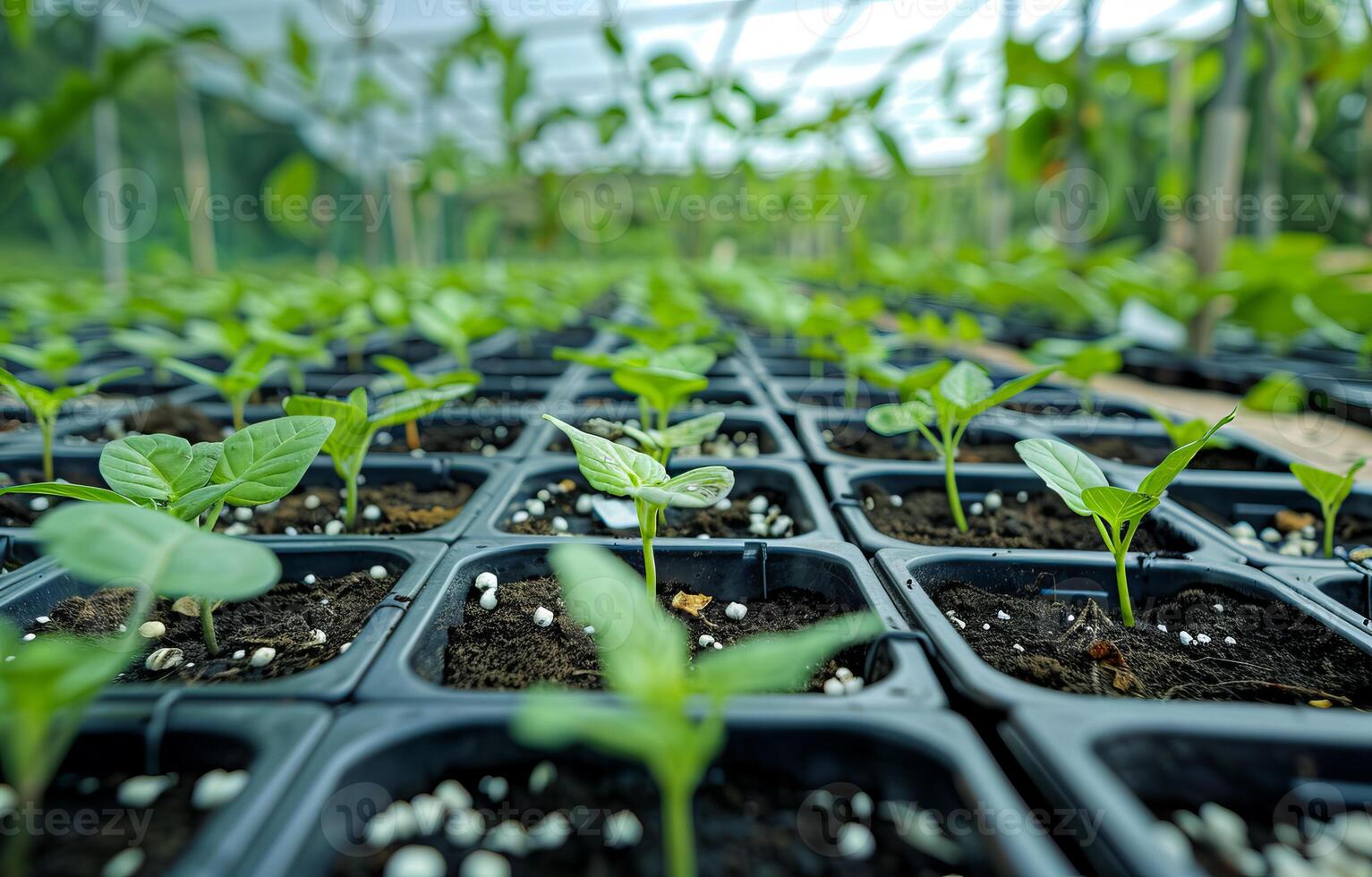 Closeup green seedling sprouting from the earth, symbolizing growth and organic agriculture, emphasizing eco friendly and healthy food practices. photo
