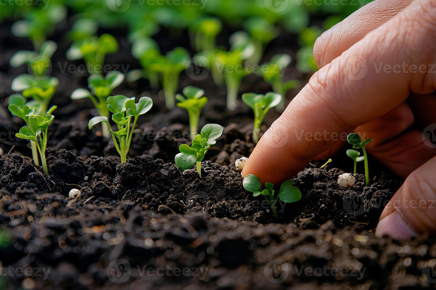 Closeup green seedling sprouting from the earth, symbolizing growth and organic agriculture, emphasizing eco friendly and healthy food practices. photo