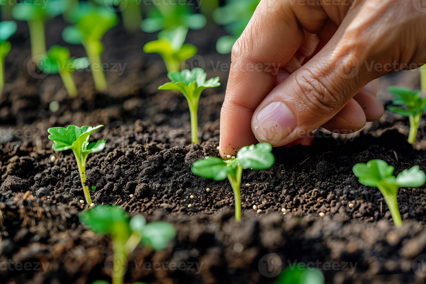 Closeup green seedling sprouting from the earth, symbolizing growth and organic agriculture, emphasizing eco friendly and healthy food practices. photo