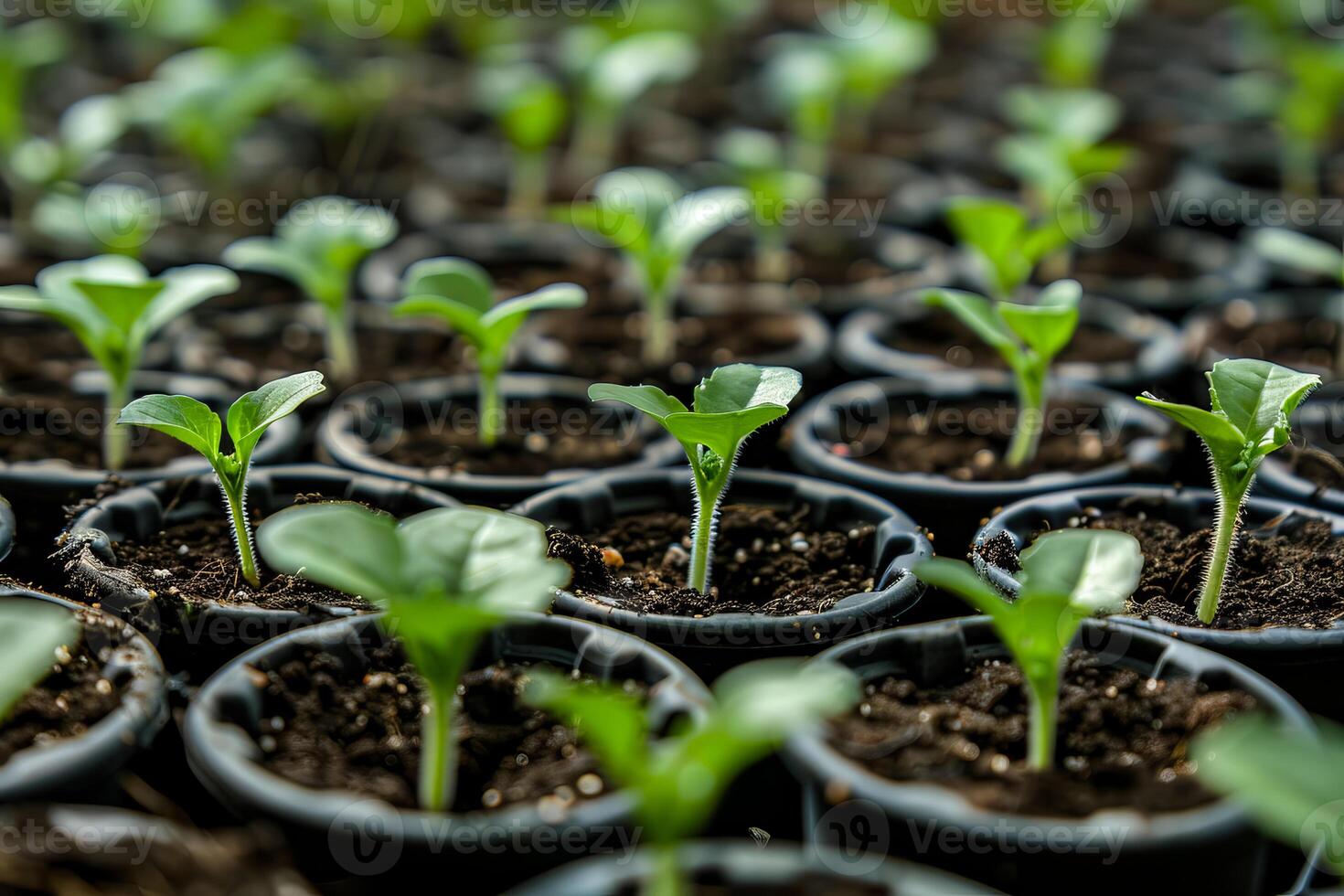 Closeup green seedling sprouting from the earth, symbolizing growth and organic agriculture, emphasizing eco friendly and healthy food practices. photo