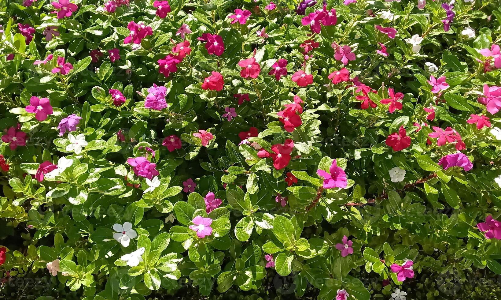 Cayenne Jasmine ,Periwinkle, Catharanthus rosea, Madagascar Periwinkle, Vinca flower dark pink springtime in garden on blurred of nature background, West Indian periwinkle, Madagascar periwinkle photo