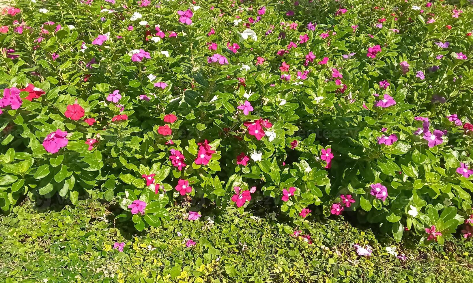 Cayenne Jasmine ,Periwinkle, Catharanthus rosea, Madagascar Periwinkle, Vinca, Apocynaceae name flower dark pink color springtime nature background West Indian periwinkle Madagascar periwinkle photo