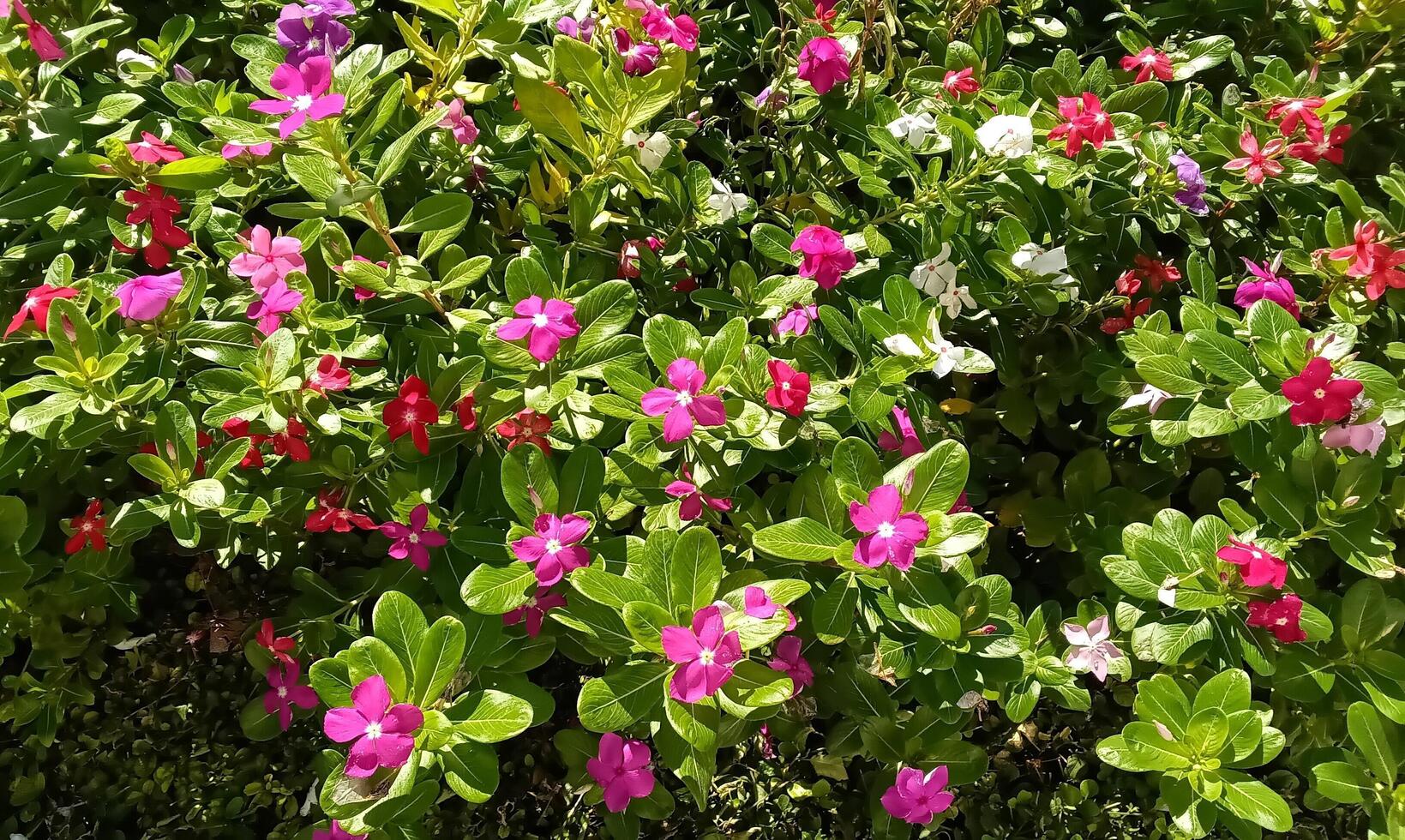 Cayenne Jasmine ,Periwinkle, Catharanthus rosea, Madagascar Periwinkle, Vinca, Apocynaceae name flower dark pink color springtime in garden West Indian periwinkle, Madagascar periwinkle photo