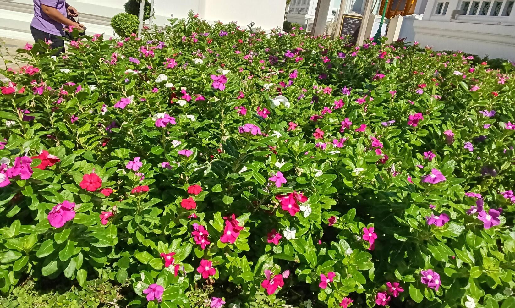 Cayenne Jasmine ,Periwinkle, Catharanthus rosea, Madagascar Periwinkle, Vinca, Apocynaceae name flower dark pink color springtime in garden on blurred of nature background, West Indian photo