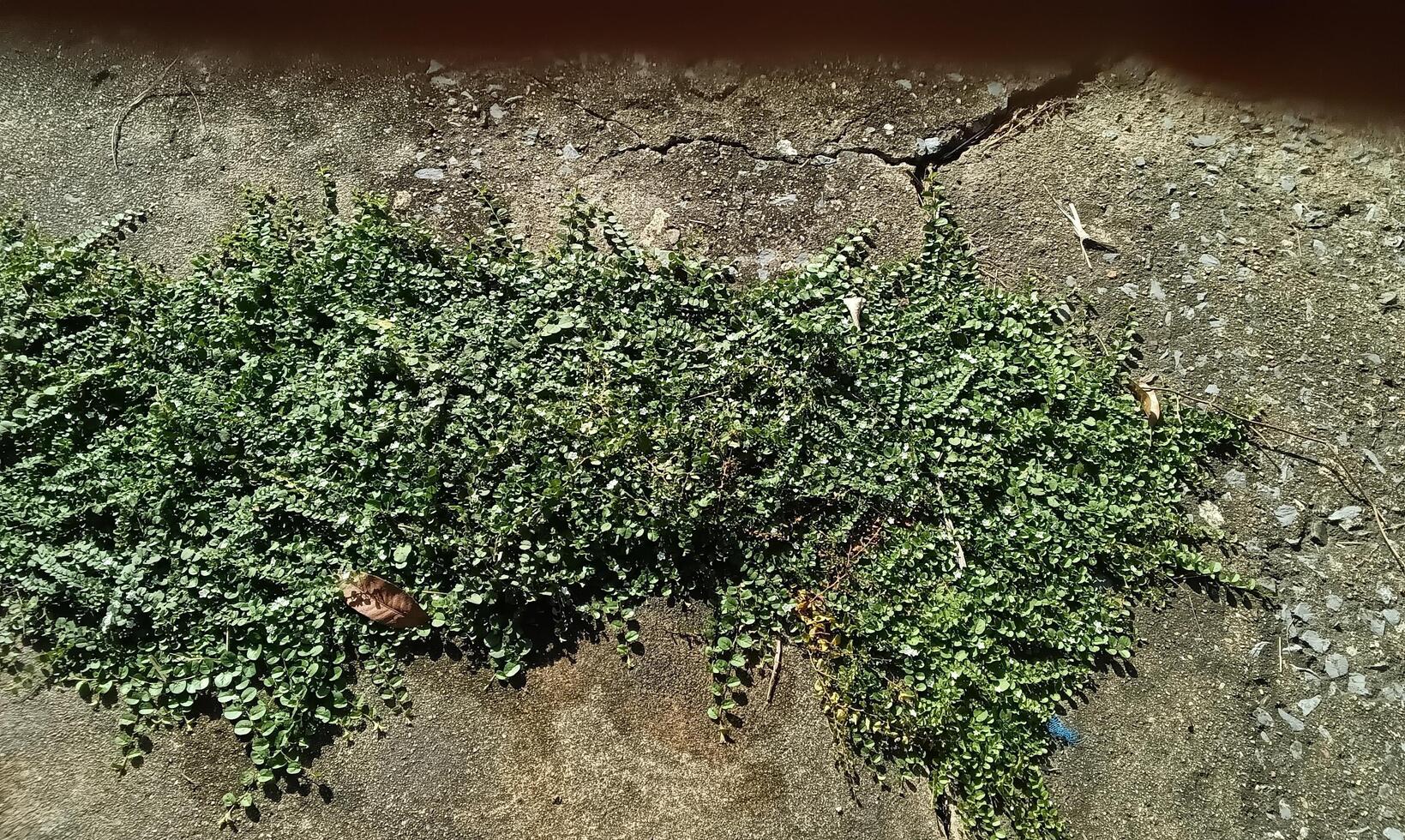 Green grass grows in the garden photo