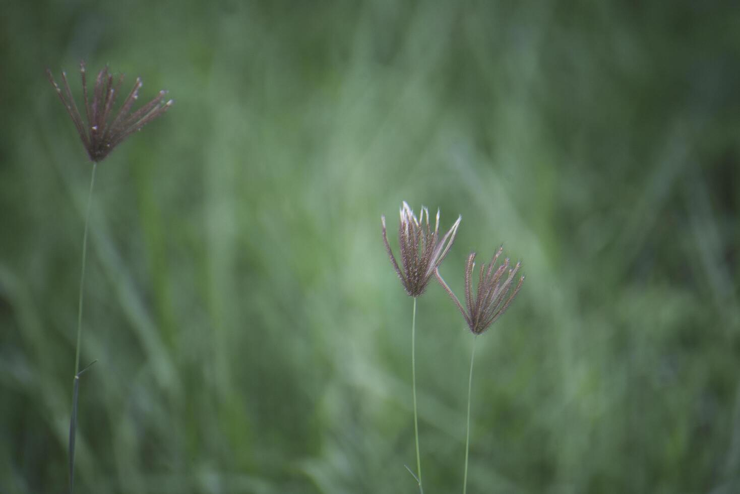 Grass flowers in my garden photo