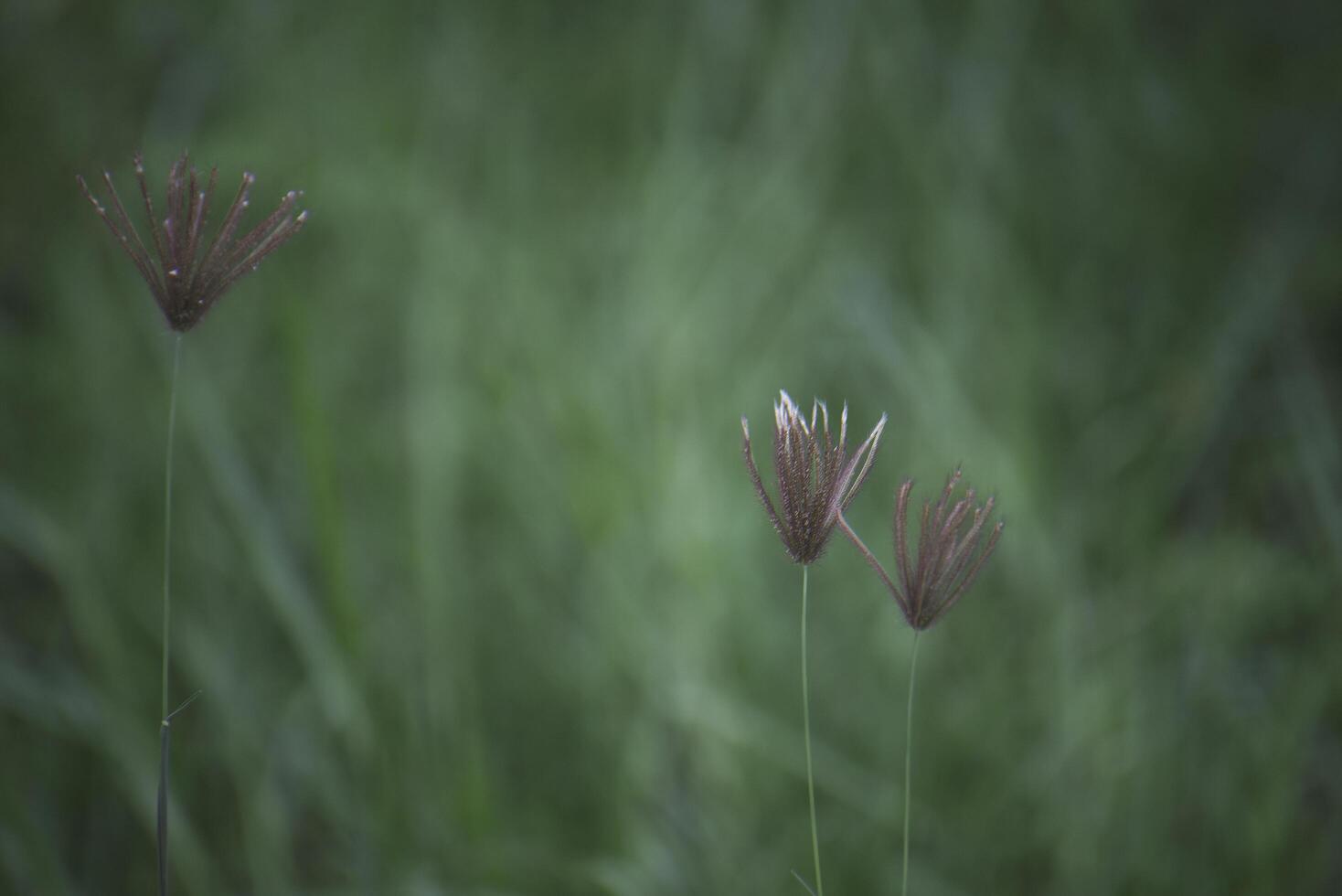 Grass flowers in my garden photo