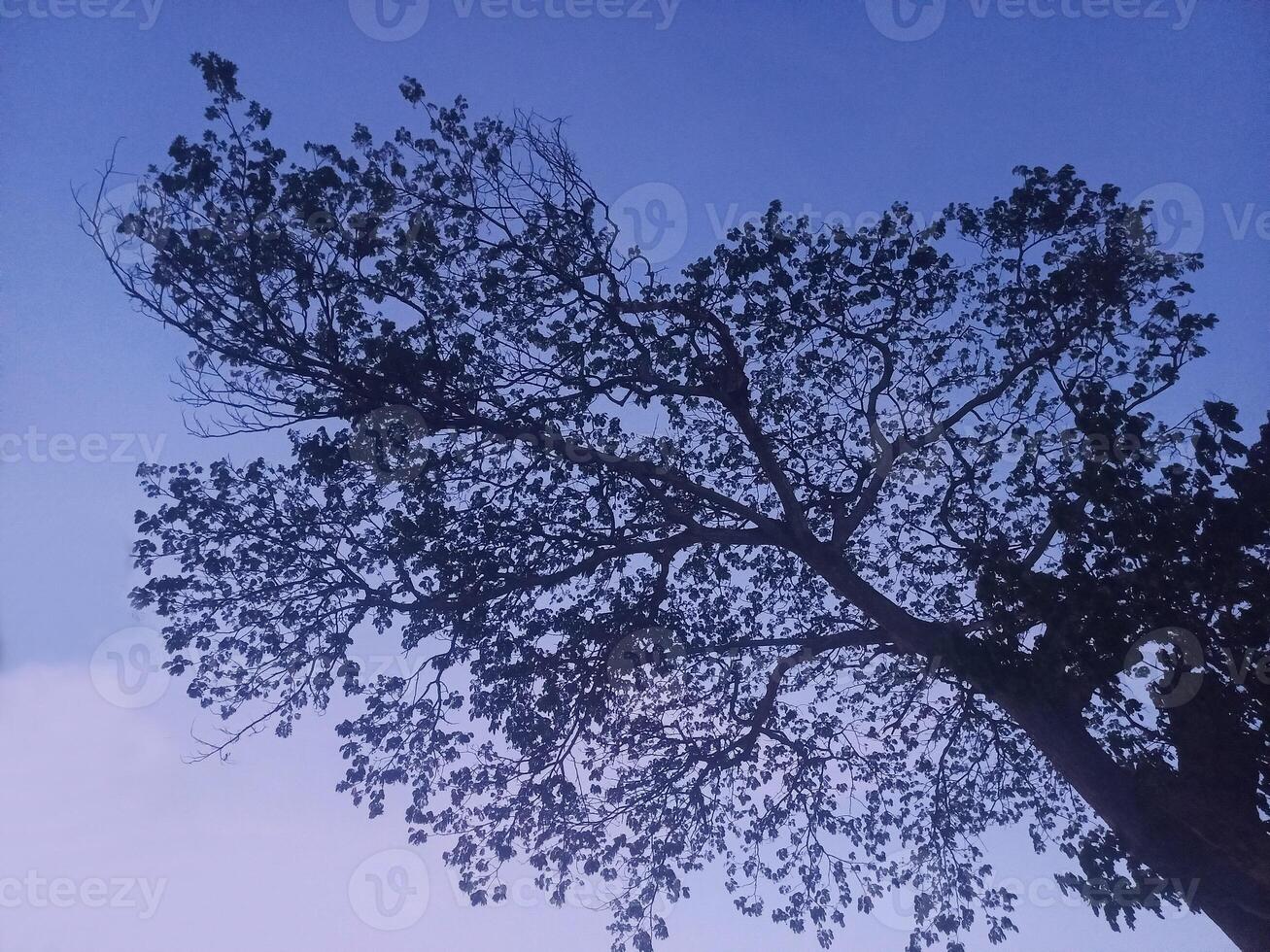 The shadows of the trees are blue and purple in the evening. photo