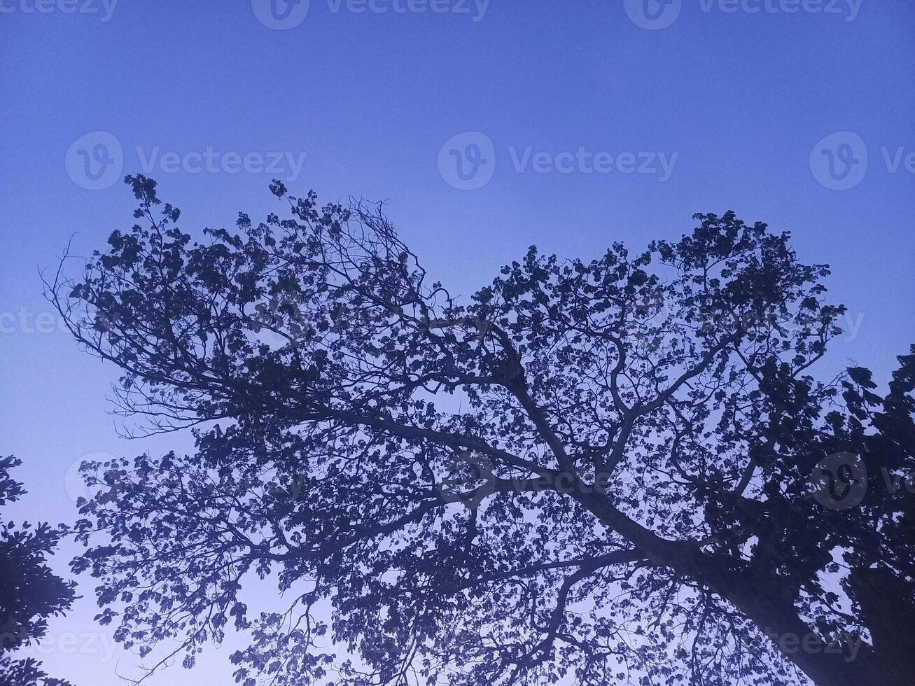 The shadows of the trees are blue and purple in the evening. photo