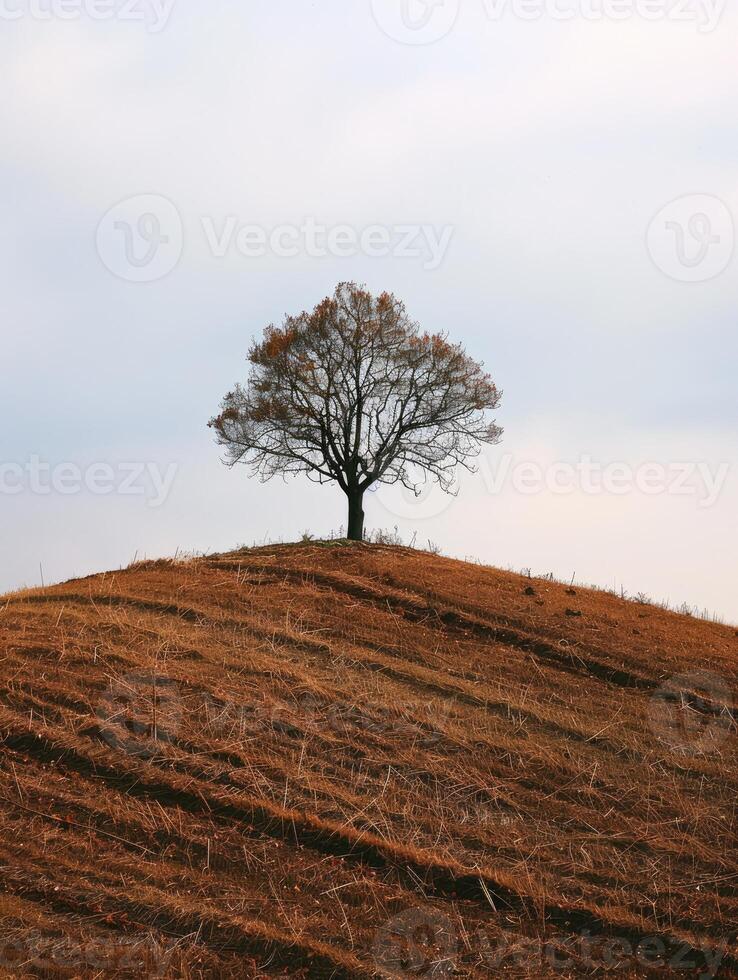The Resilient Oak A Symbol of Strength and Solitude photo