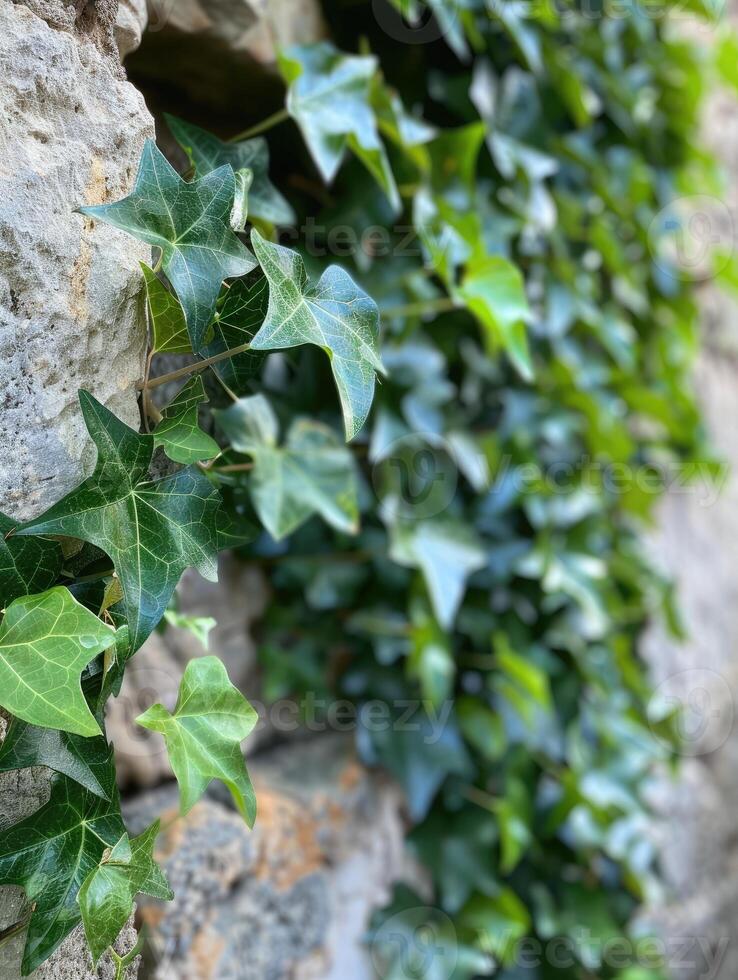 Resilient Ivy Adapting Through the Sands of Time photo
