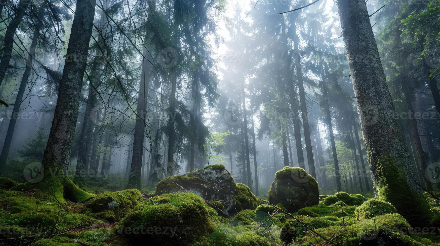 Enchanted Forest Where Mist and Moss Collide photo