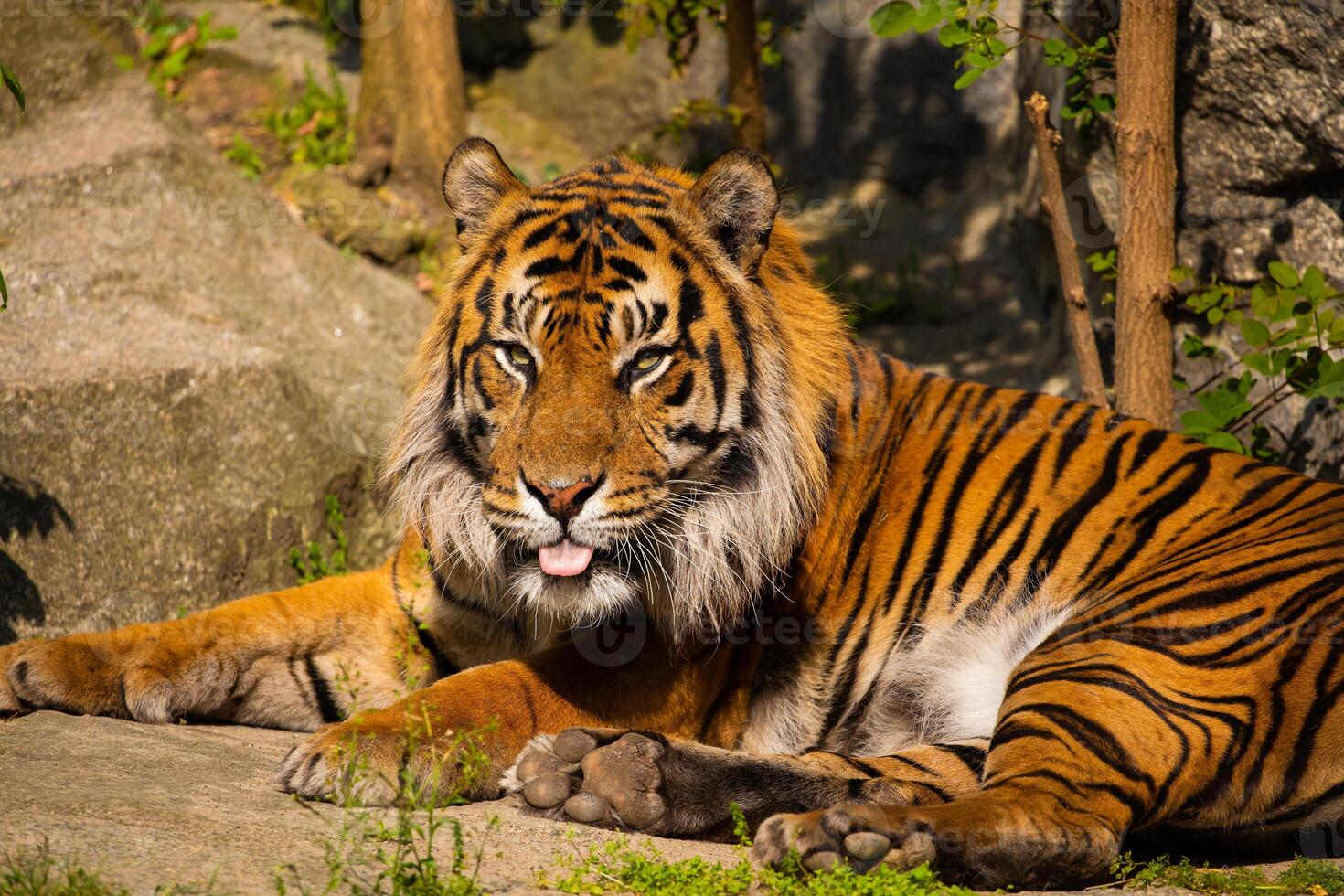 critically endangered Sumatran tiger photo