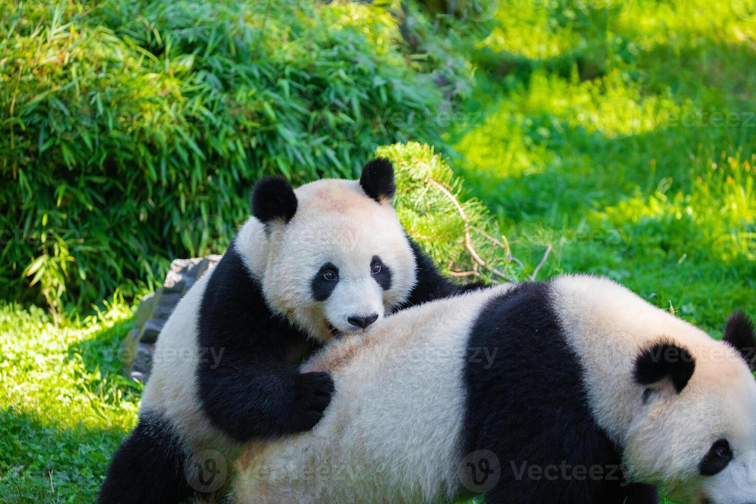 cheerful playing pandas on green lawn photo