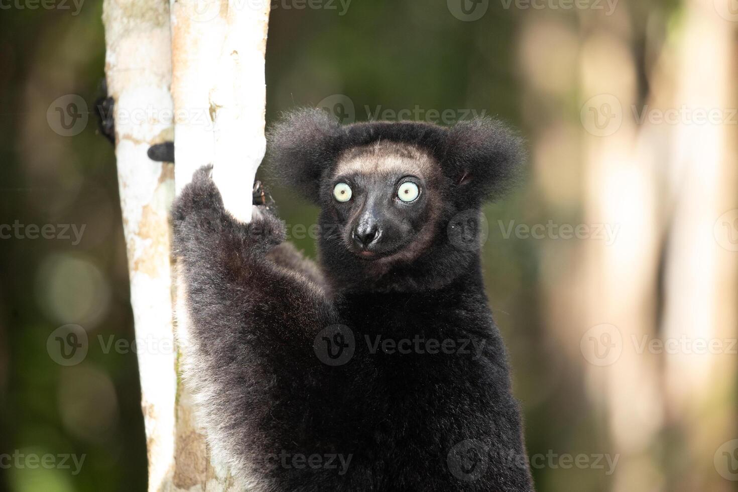 Lemur Indri indri, babakoto largest lemur from Madagascar photo