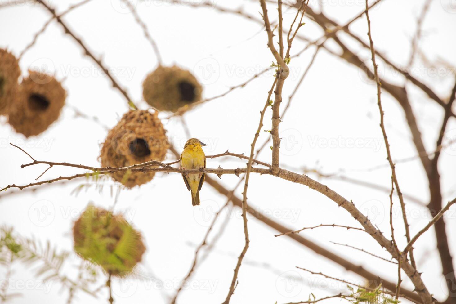 Weaver bird weaver finches building nest photo