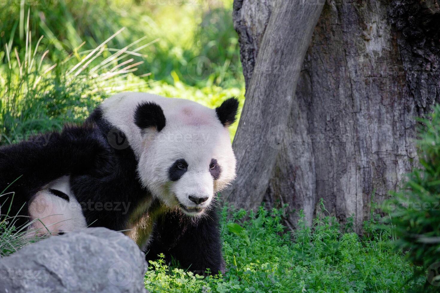 cheerful playing pandas on green lawn photo