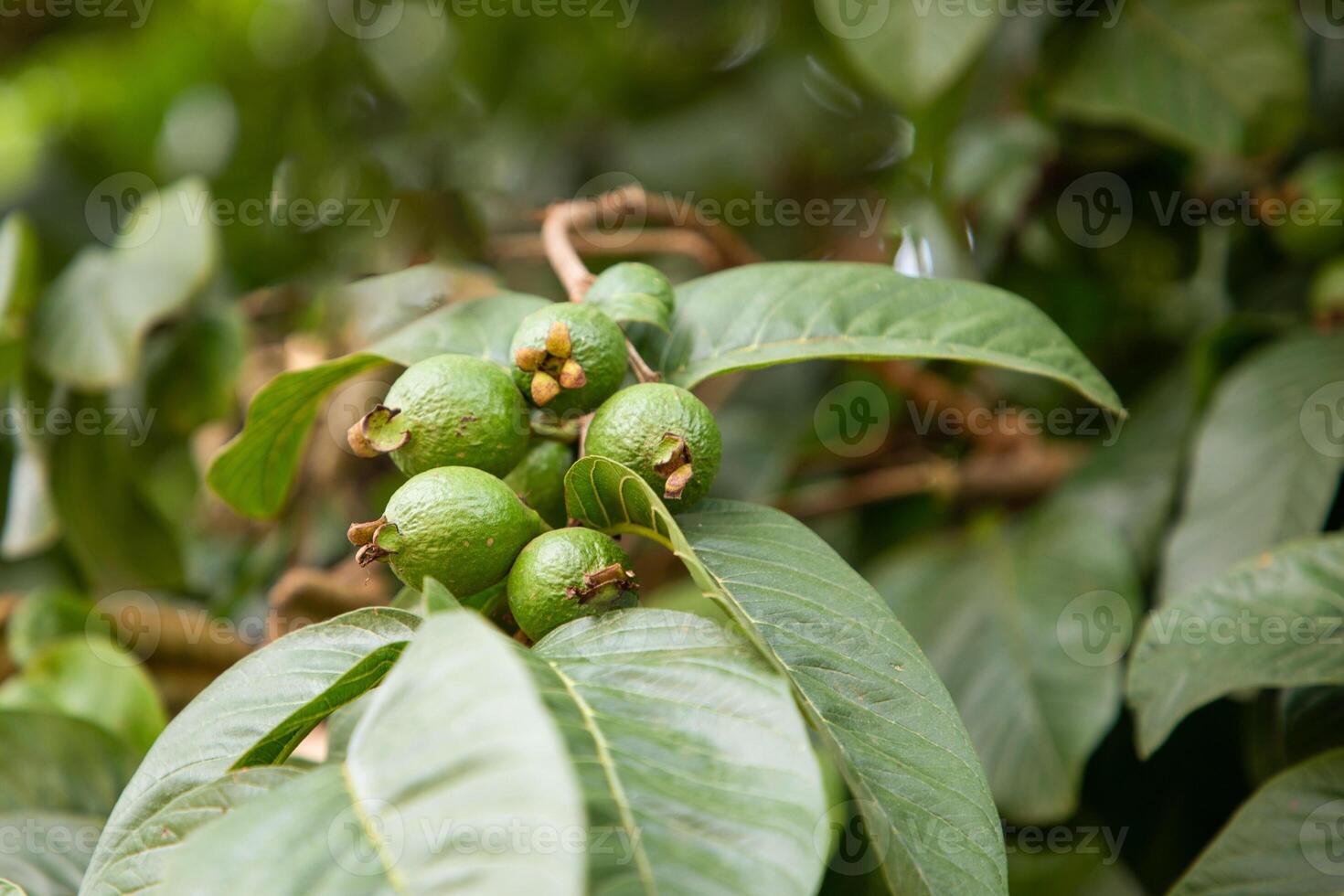 Three guava are on the tree branch photo