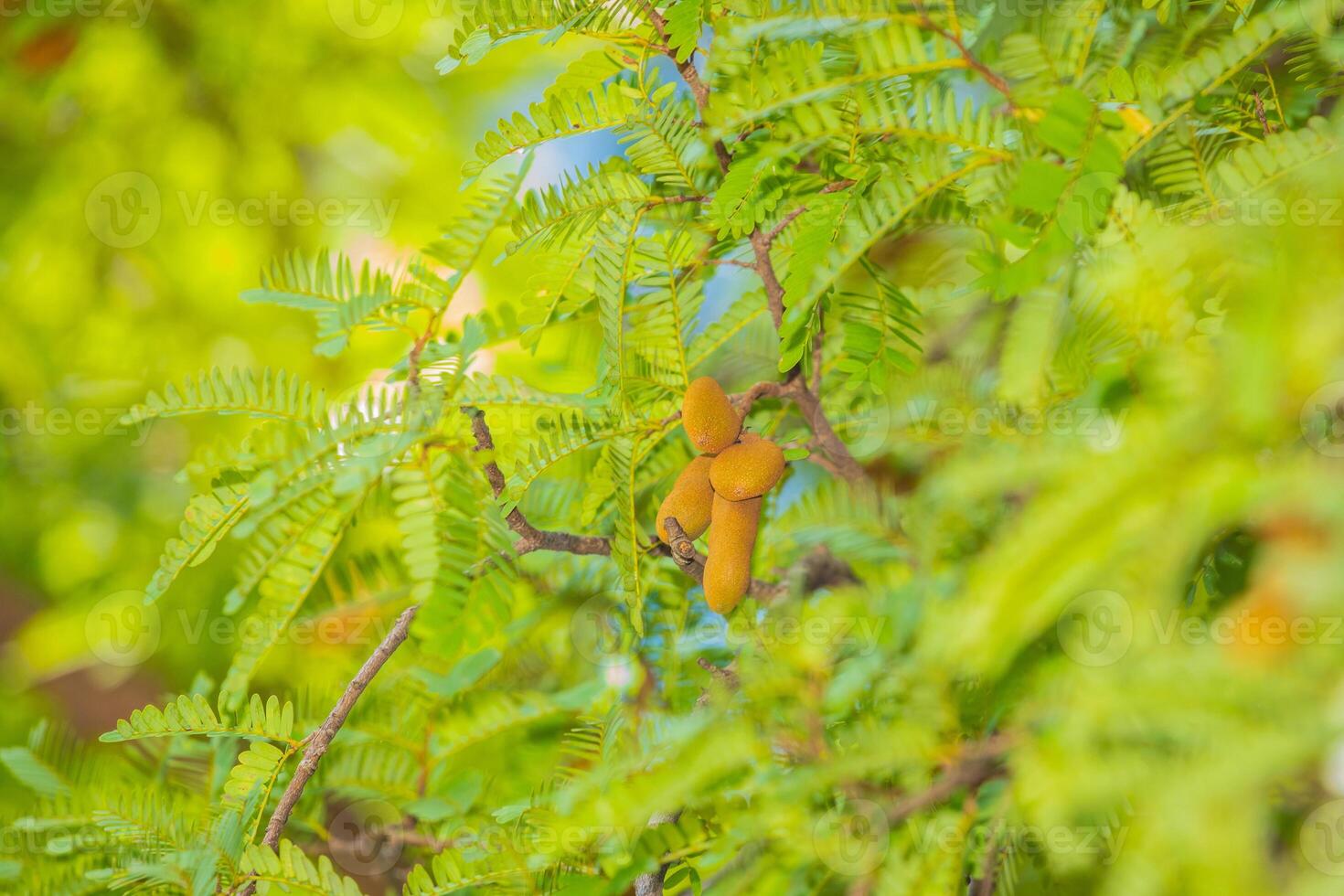 Sweet tamarind and leaf on the tree. photo