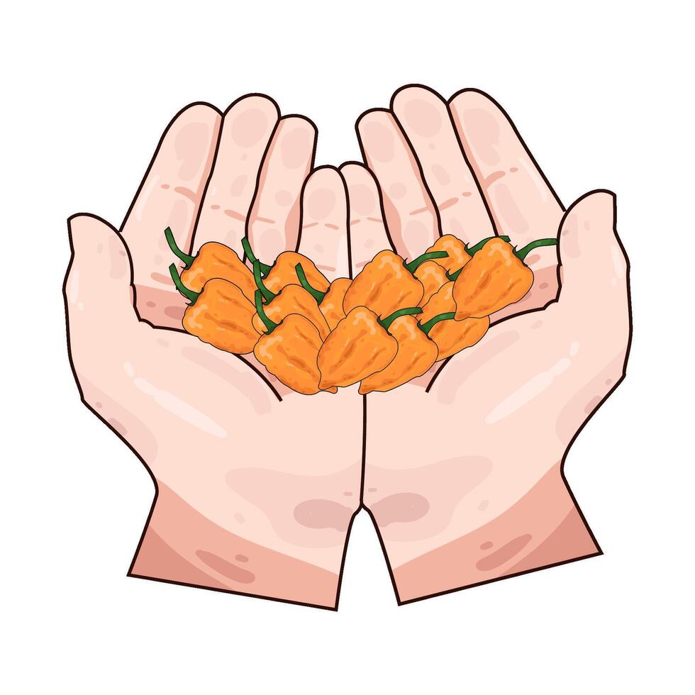 Illustration of orange chili pepper vector