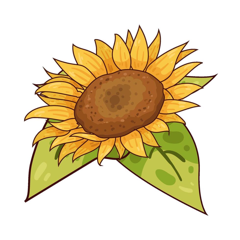 Illustration of sunflower vector