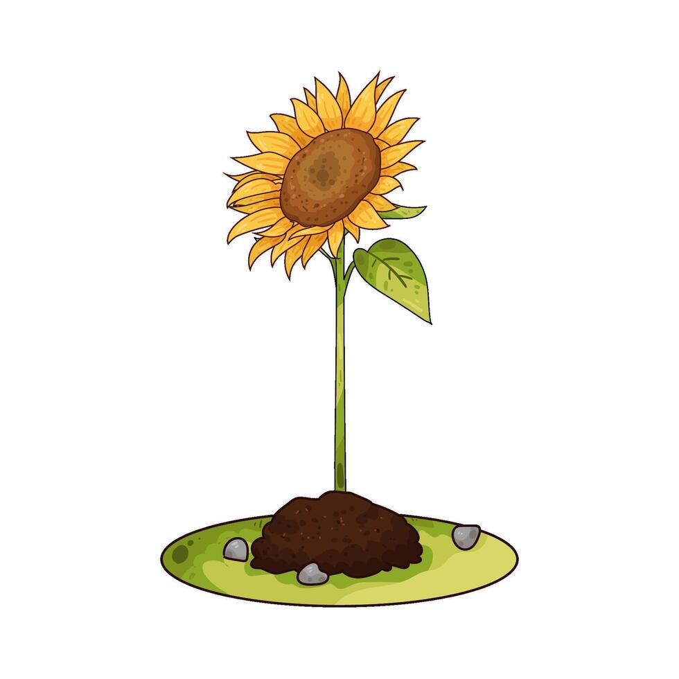 Illustration of sunflower vector