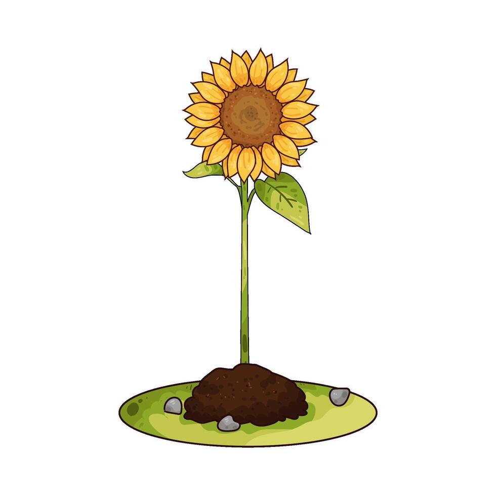 Illustration of sunflower vector