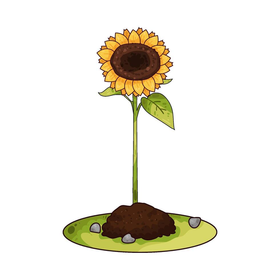 Illustration of sunflower vector