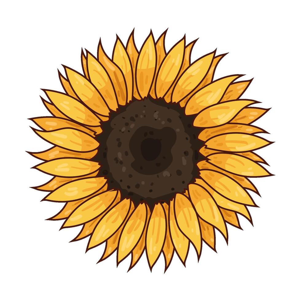 Illustration of sunflower vector