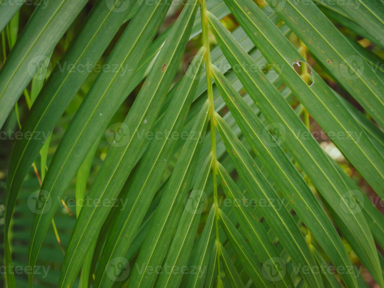 Green palm leaves in the garden, close-up for nature background. photo