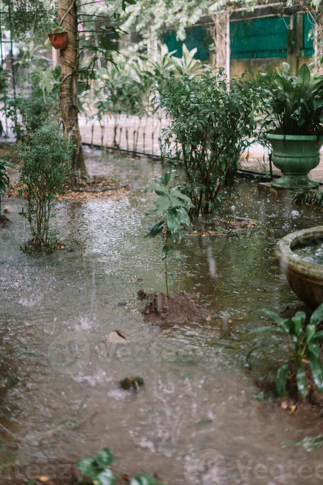 Trees and garden under heavy rain, causing water to overflow and flood the area, creating a wet and lush scene photo