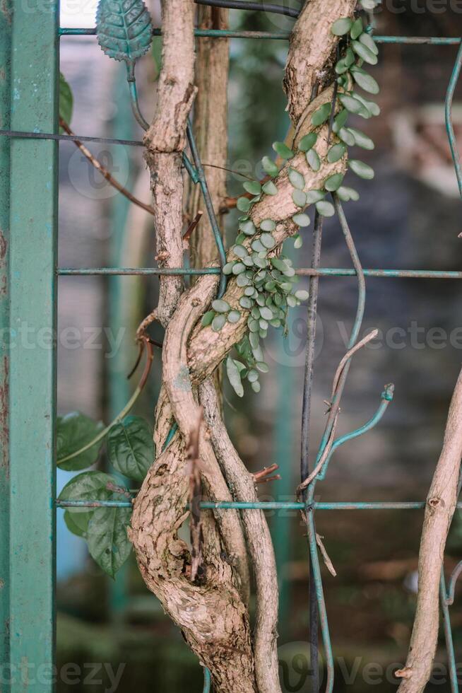 Climbing tree trunk entwined with an iron fence, showcasing nature's strength and persistence photo