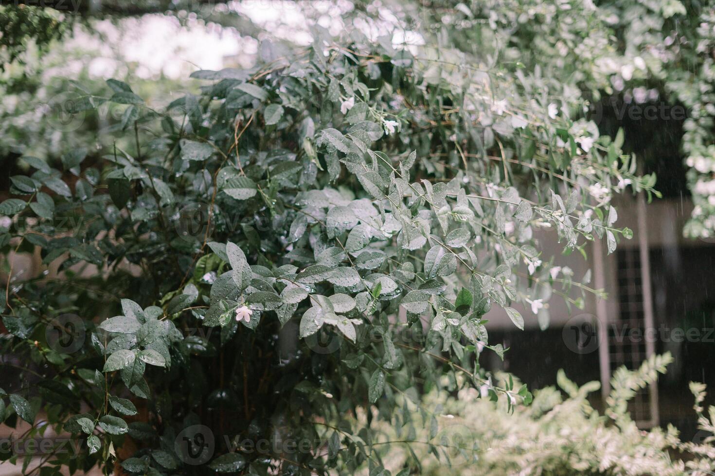 Trees and garden under heavy rain, causing water to overflow and flood the area, creating a wet and lush scene photo