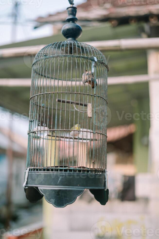 Bird resting in a cage, showcasing vibrant feathers against the metal bars of the enclosure photo