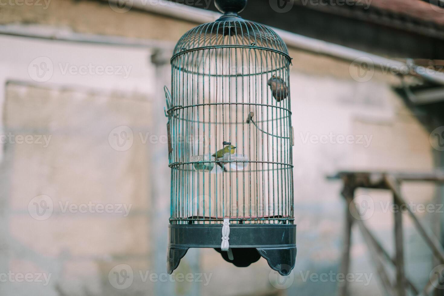 Bird resting in a cage, showcasing vibrant feathers against the metal bars of the enclosure photo