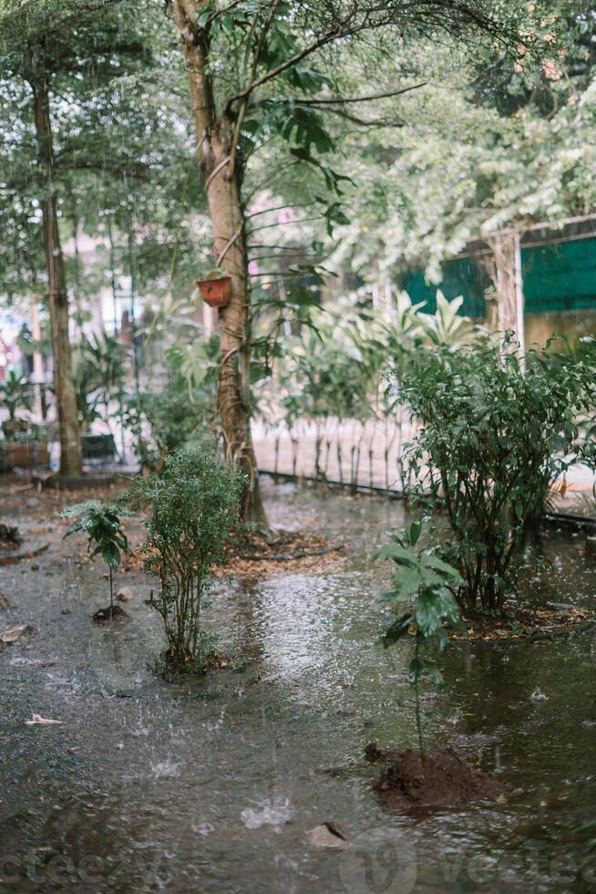 Trees and garden under heavy rain, causing water to overflow and flood the area, creating a wet and lush scene photo