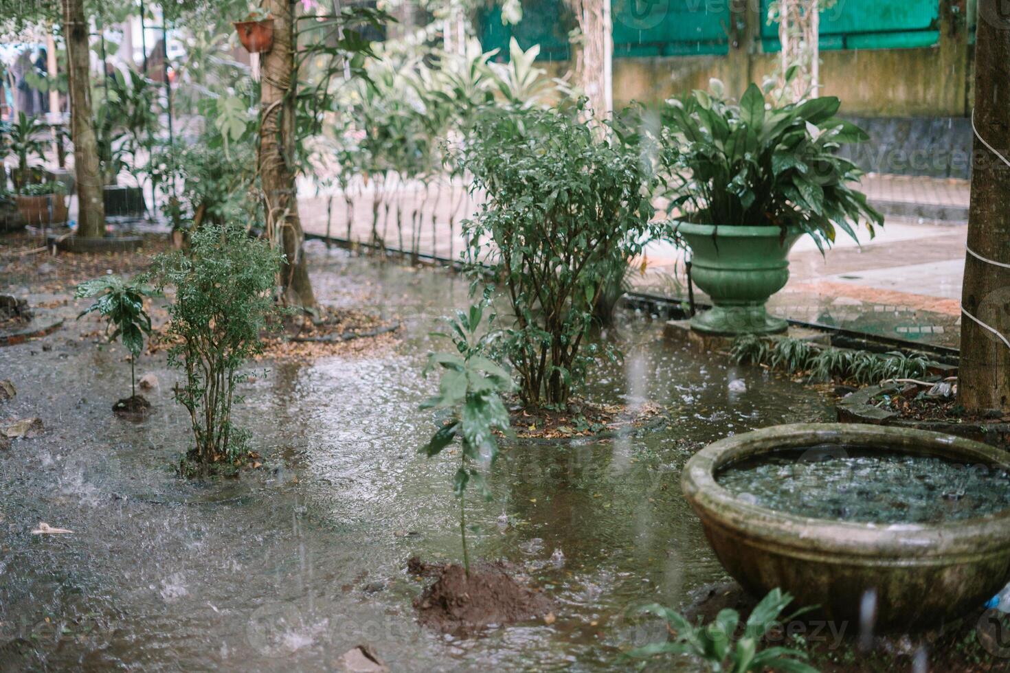Trees and garden under heavy rain, causing water to overflow and flood the area, creating a wet and lush scene photo