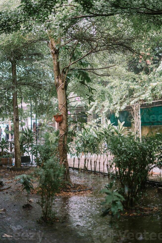 Trees and garden under heavy rain, causing water to overflow and flood the area, creating a wet and lush scene photo