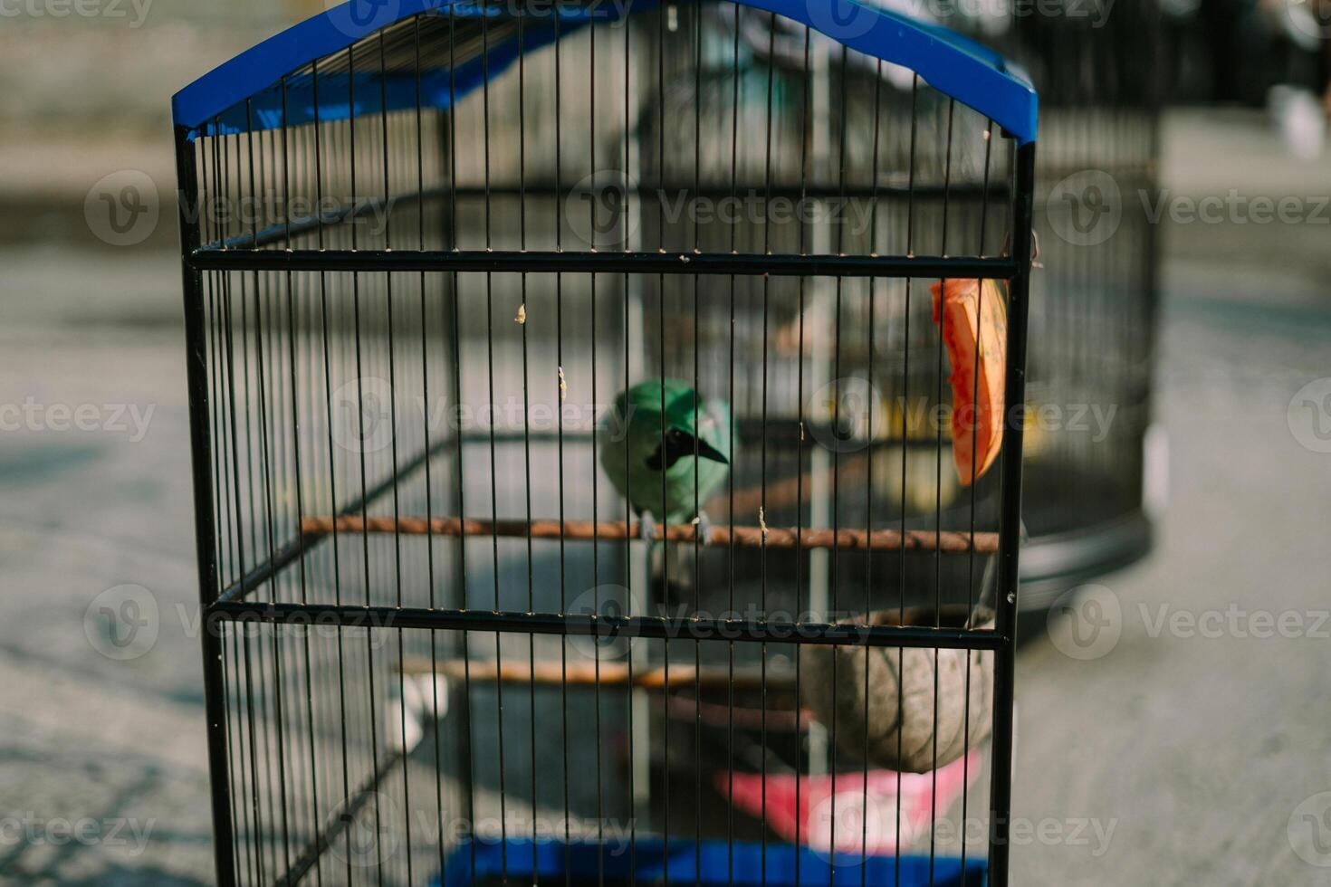 Bird in a cage, showcasing its colorful plumage while enclosed in a metal structure photo