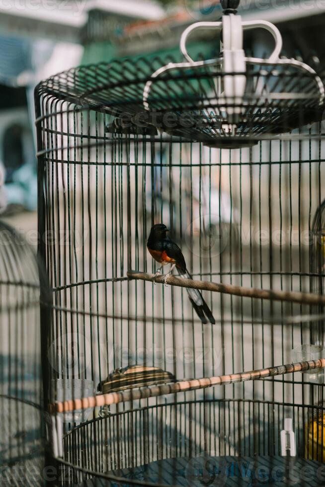 Bird in a cage, showcasing its colorful plumage while enclosed in a metal structure photo