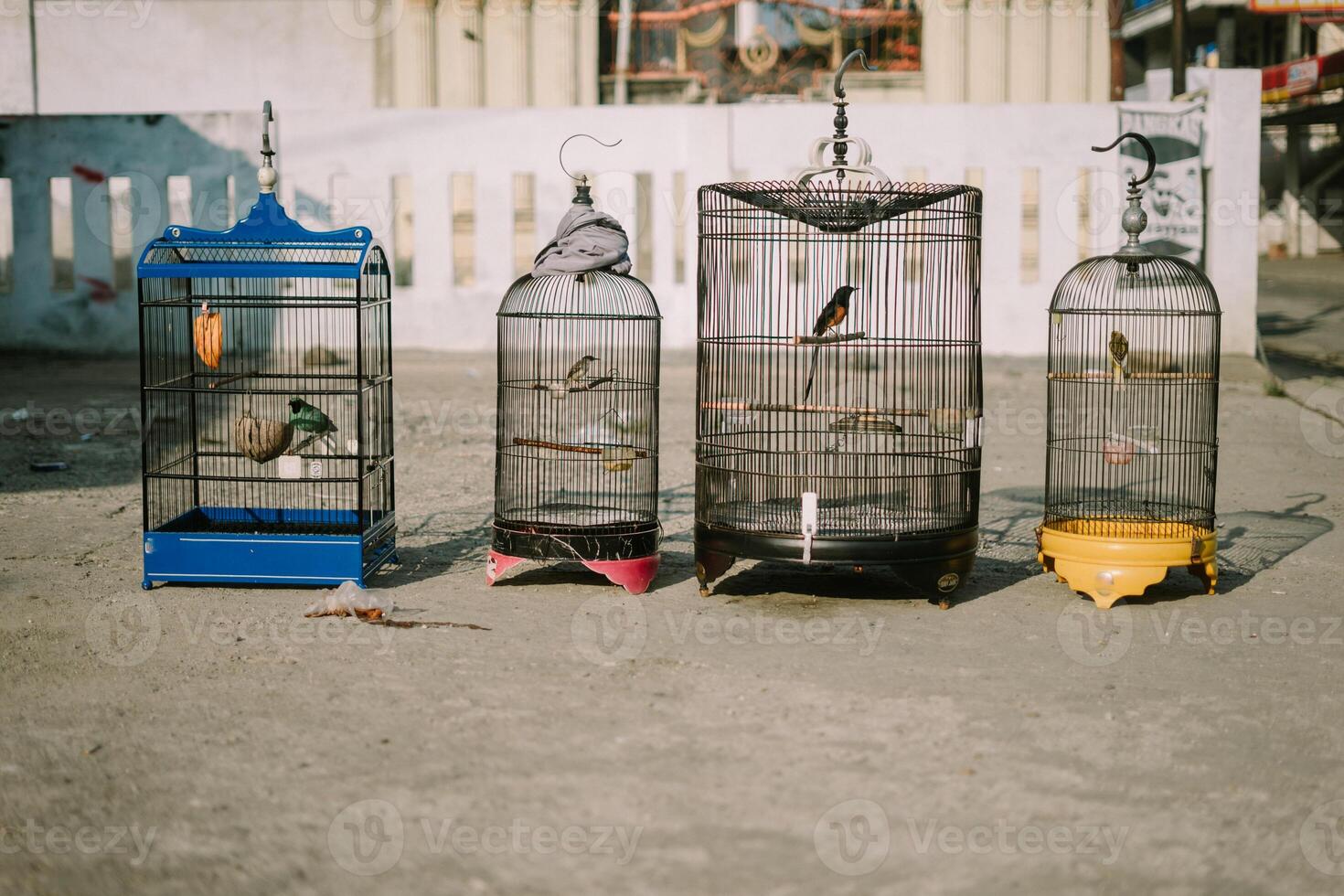 Bird in a cage, showcasing its colorful plumage while enclosed in a metal structure photo